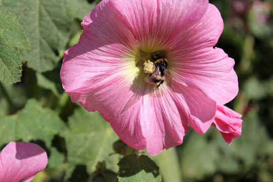 bourdon sur un hibiscus