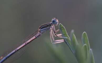 Dragonfly showing of eyes and wings detail.Macro shots, Beautiful nature scene dragonfly.