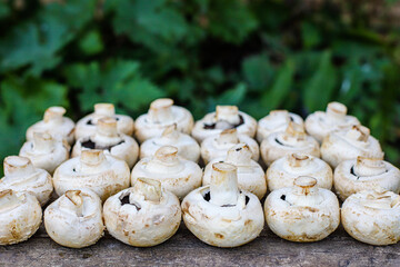 fresh mushrooms champignons harvest food background top view copy space for text organic eating healthy raw keto or paleo diet