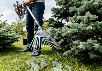 Gardener raking cutting leaves in the garden.