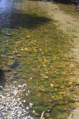 autumn leaves reflected in water