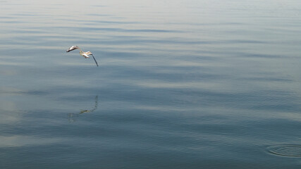 Seagull flying on the water.