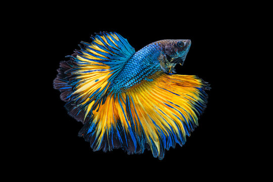 The moving moment beautiful of yellow and blue siamese betta fish or fancy betta splendens fighting fish in thailand on isolated black background. Thailand called Pla-kad or half moon biting fish.