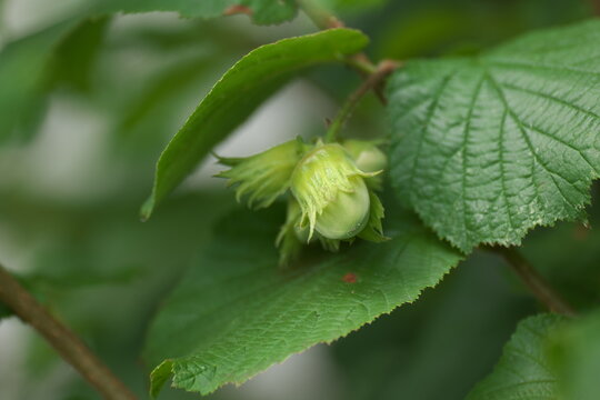 Haselnuss Haselnussbaum Corylus columa Haselbaum Garten Bl&uuml;hen
Reifen Birkengew&auml;chs 
