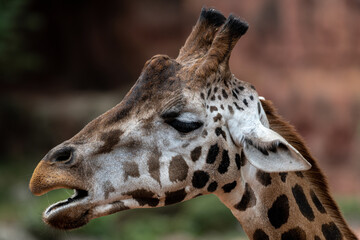 Rothschild's or Baringo Giraffe (Giraffa camelopardalis rothschildi)