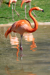 Pink flamingo with yellow eyes