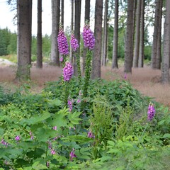 Obraz premium Heimischer Fingerhut blüht im Wald - Digitalis purpurea 