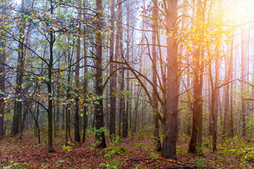 Autumn foggy pines forest on the morning.