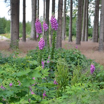 Heimischer Fingerhut bl&uuml;ht im Wald - Digitalis purpurea 