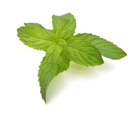 Fresh mint leaves isolated on white background.