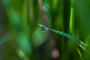 green grass with dew drops