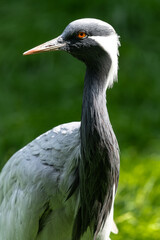 Fototapeta premium Portrait of Demoiselle Crane (Anthropoides virgo)