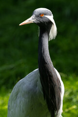 Portrait of Demoiselle Crane (Anthropoides virgo)