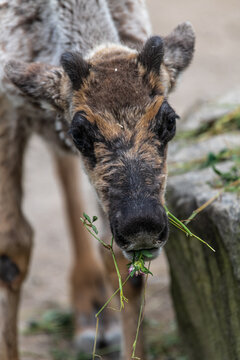 Boreal Woodland Caribou (Rangifer Tarandus Caribou)