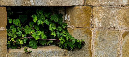 Blackberry bushes growing from the window of the castle ruins