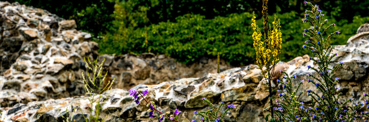 Mountain flora against the castle walls