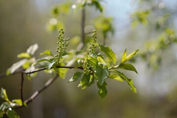 green leaves in spring