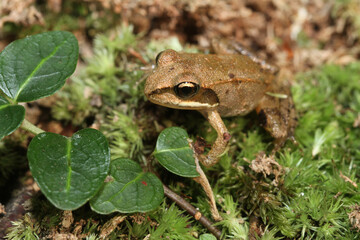 A small juvenile wood frog (Rana sylvatica, also known as Lithobates sylvaticus) sitting on moss in the forest.  This young frog metamorphosed only a few weeks before. 