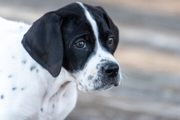 English Pointer puppy very cute
