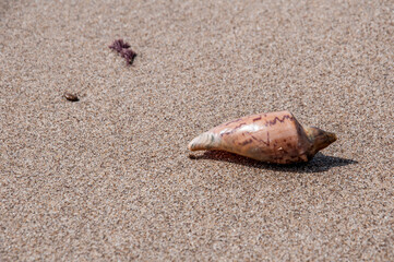 sea snail on the sand beach