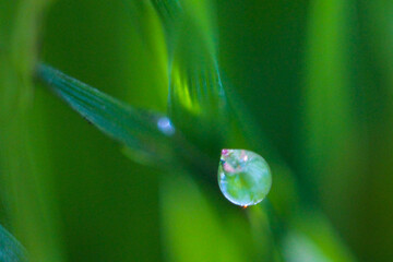 water drops on a green grass