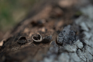 Hickory nut on a log
