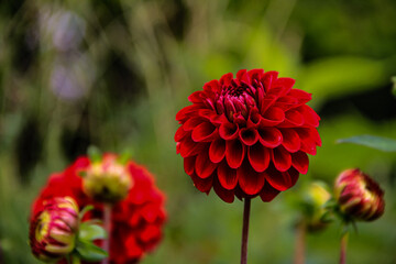 red dahlia flower