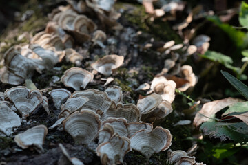Fungi on a dead tree