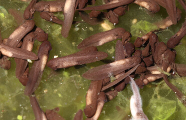 Wood frog (Rana sylvatica / Lithobates sylvaticus) sitting in a group on top of an algae-covered...