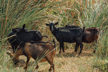 a herd of goats in the mountain,rural scene