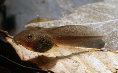 Wood Frog (Rana sylvatica; also known as Lithobates sylvaticus) tadpole resting on old leaf litter. 