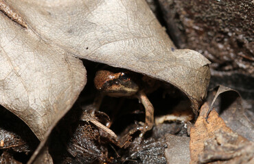 Peek-a-boo frog:  A small wood frog (Rana sylvatica or Lithobates sylvaticus) remains hidden under a small brown leaf to avoid predators, with just its face and forelimb emerging from the shadows. 
