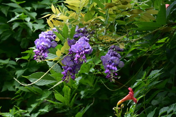 purple flowers in the garden