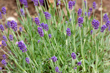 lavender flowers