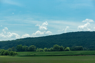 Green fields and trees against a summer sky
