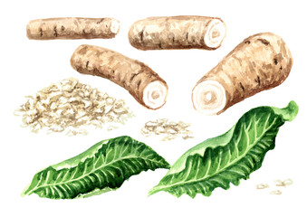 Horseradish root, leaves and grated horseradish set. Hand drawn watercolor illustration, isolated on white background