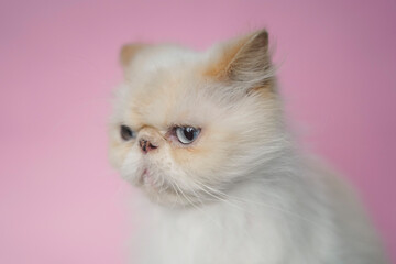 Himalayan Cat Cream Point on pink background