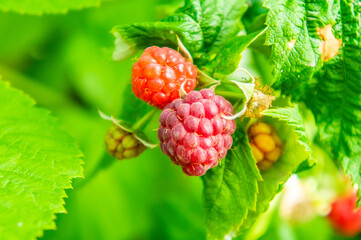 Large red raspberries grow on the bushes