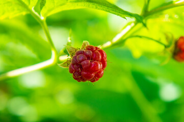 Large red raspberries grow on the bushes