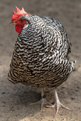 Chicken Breed 'Deutscher Sperber' (Gallus gallus domesticus), Female