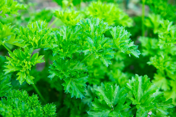 Green parsley growing in a vegetable garden close-up. Rustic background textural