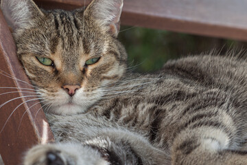 Cat relaxing in garden