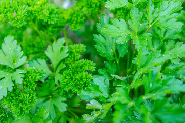Green parsley growing in a vegetable garden close-up. Rustic background textural
