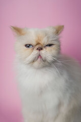 Himalayan Cat Cream Point on pink background