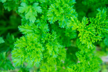 Fototapeta premium Green parsley growing in a vegetable garden close-up. Rustic background textural