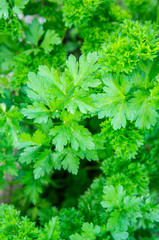 Green parsley growing in a vegetable garden close-up. Rustic background textural