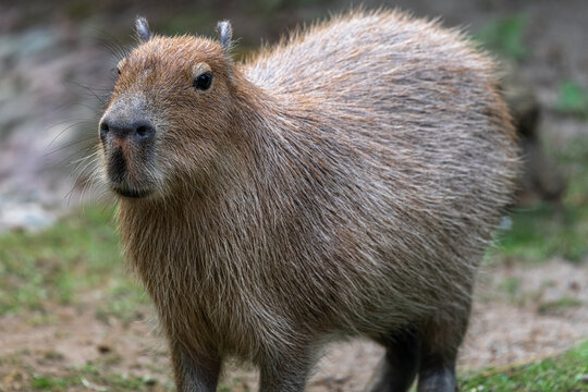 Capybara or Carpincho (Hydrochoerus hydrochaeris)