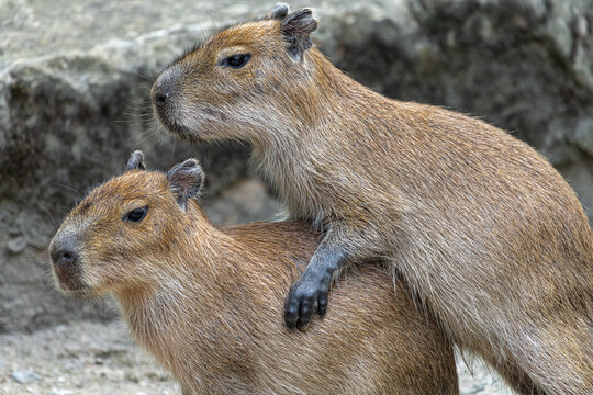 Capybara or Carpincho (Hydrochoerus hydrochaeris)
