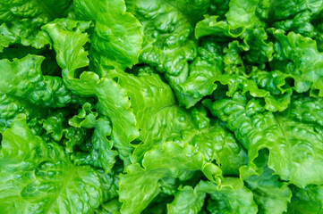 Fresh green healthy salad, close-up.  Leaves background