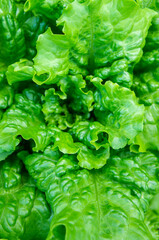 Fresh green healthy salad, close-up.  Leaves background